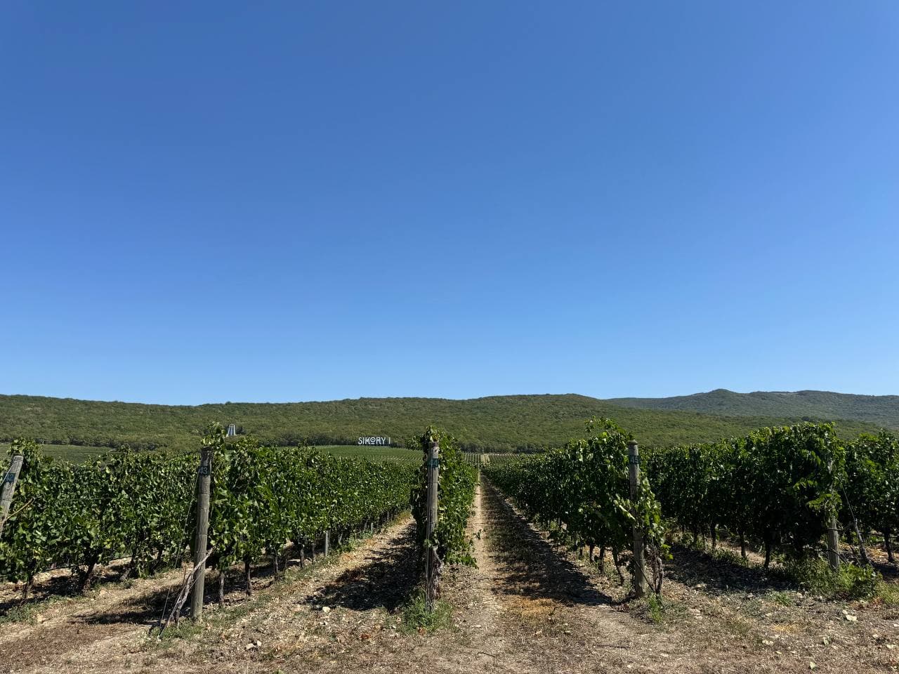 Виноградники сикоры