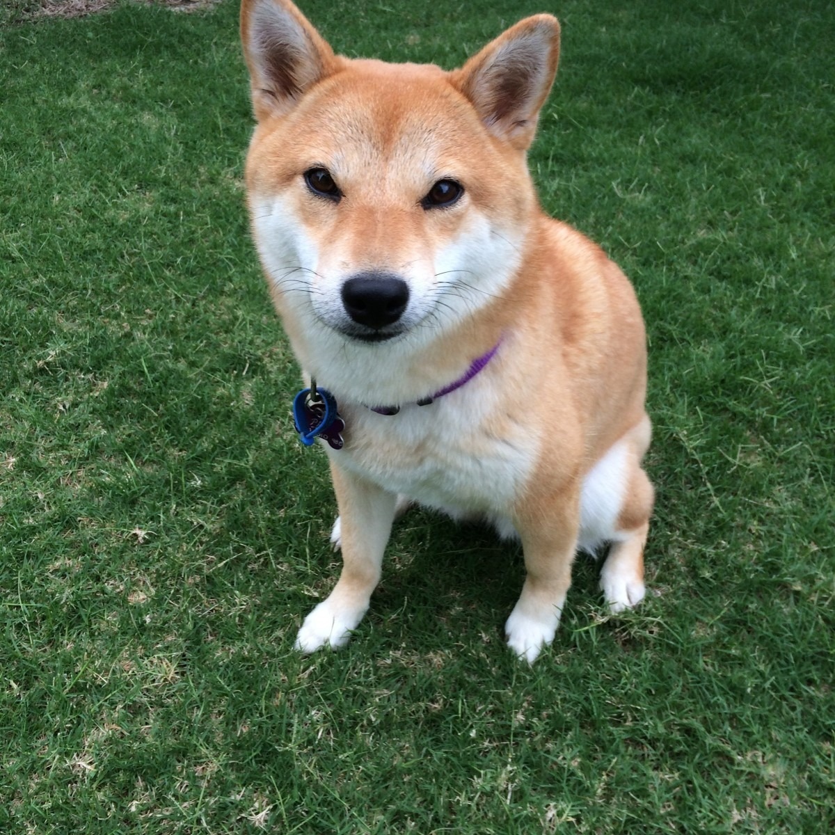 Dogecoin Foundation запустил резерв в DOGE: старт с 10 млн токенов