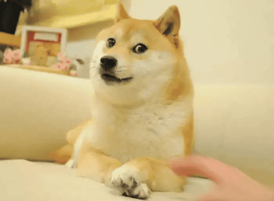 Dogecoin Foundation запустил резерв в DOGE: старт с 10 млн токенов