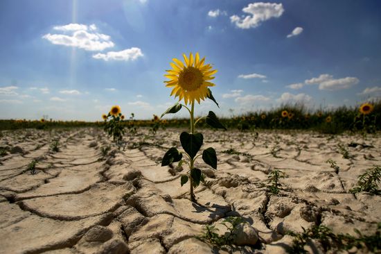 Засуха усилит кризис