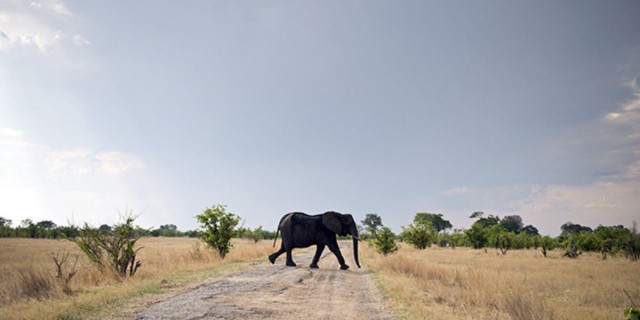 Слоны спасут парк в