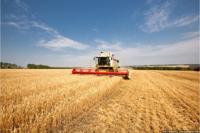 Урожай зерна в России