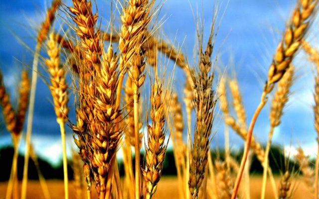 Экспорт пшеницы в России