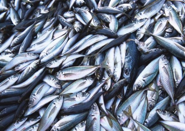 Рыбная биржа Сахалина