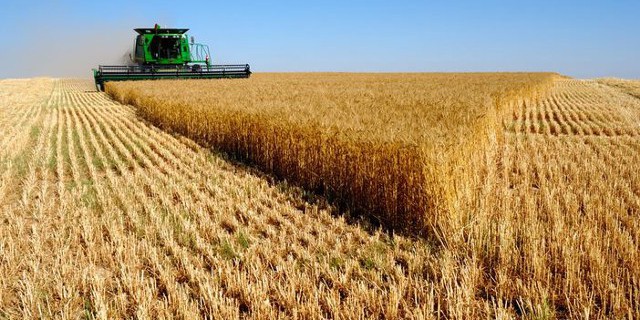 Урожай зерна в РФ уже