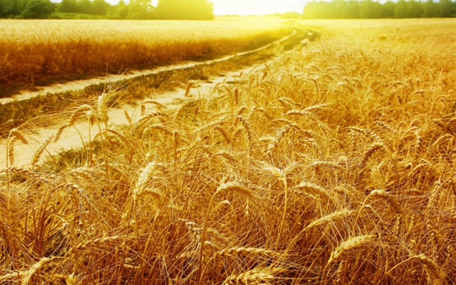 Росстат: сбор пшеницы