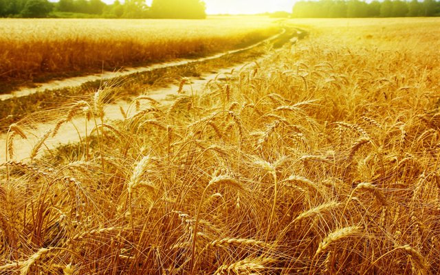 ИКАР: урожай зерна в