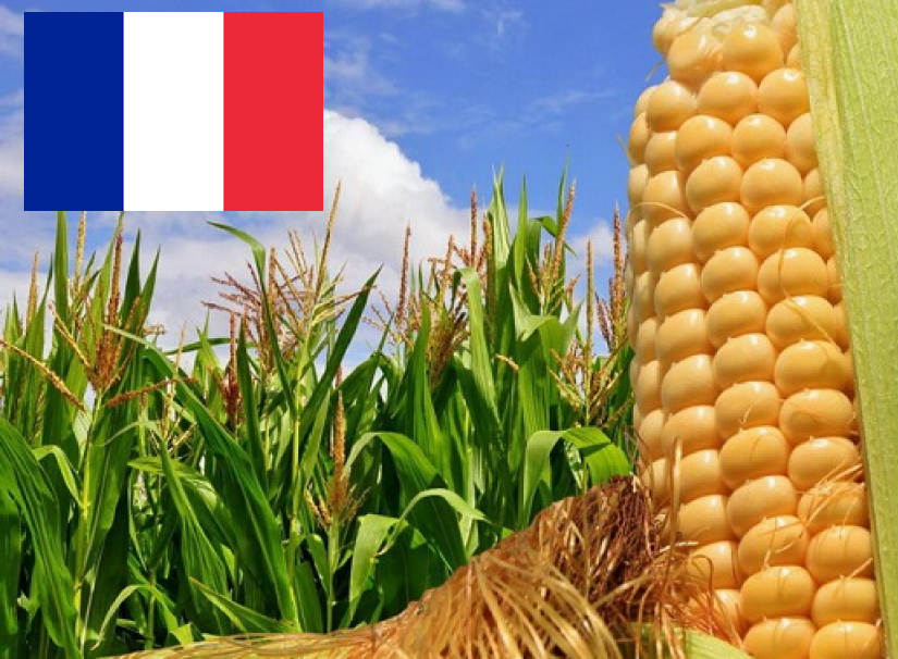 Франция собрала рекордно низкий урожай за последние 32 года