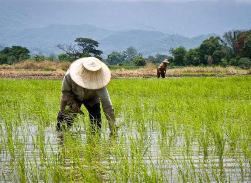 Индия вводит ограничения на экспорт риса