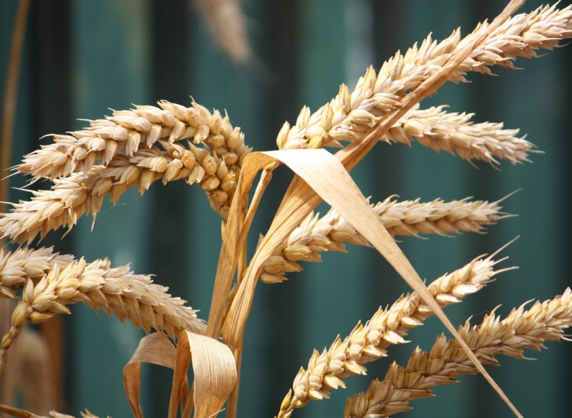 Урожай пшеницы в Канаде может стать одним из лучших за 100 лет