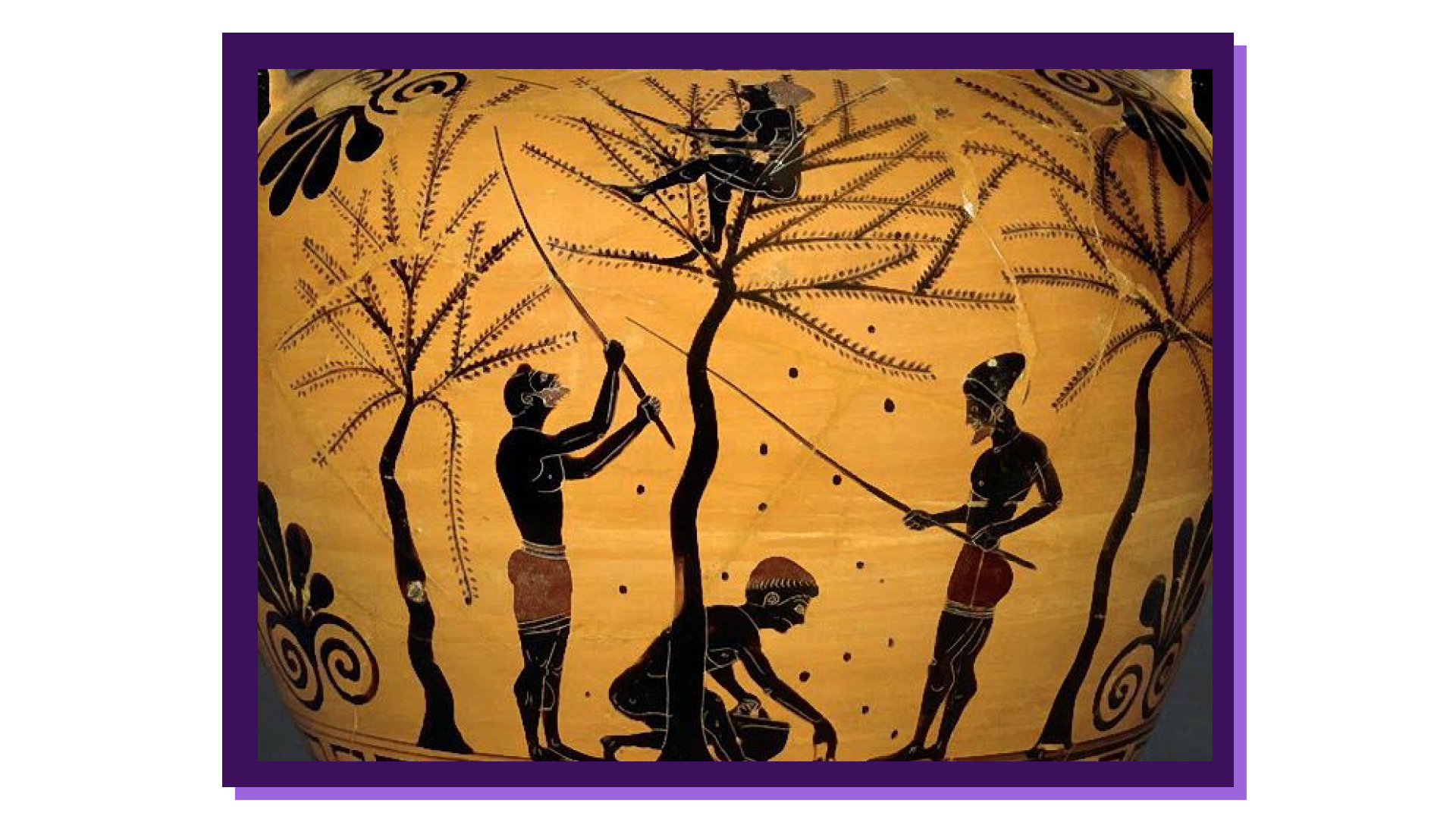 Древние греки собирают оливки