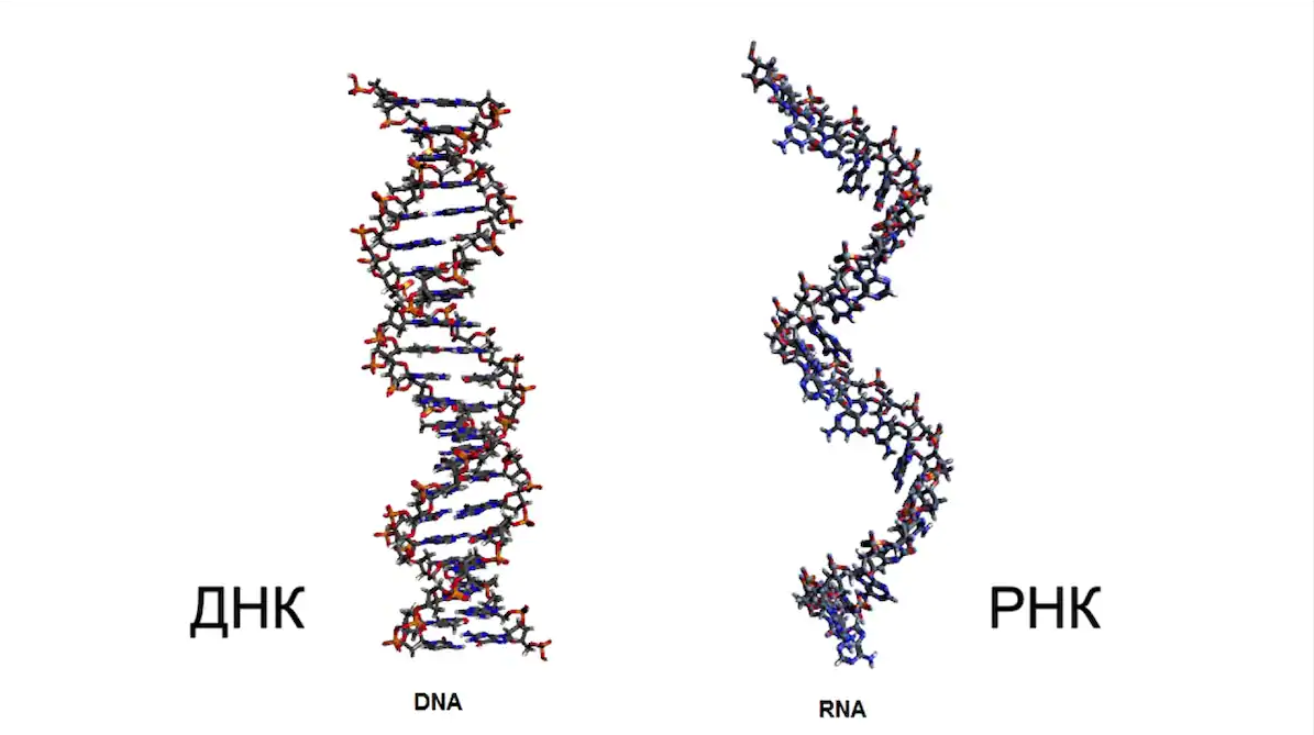Рис. 1. Внешний вид ДНК и РНК, источник: avatars.mds.yandex.net