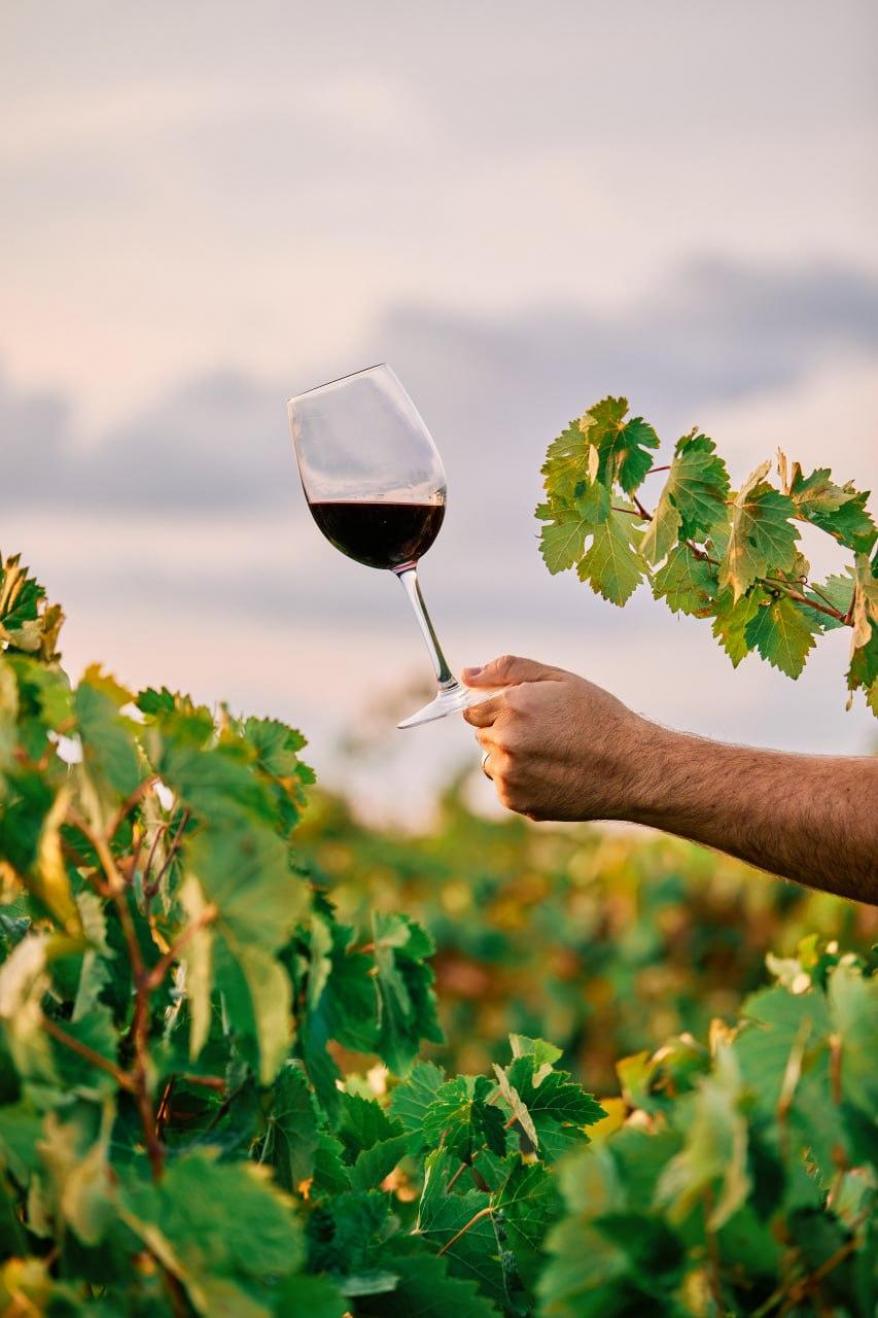 Разумно ли инвестировать в вино в 2022?